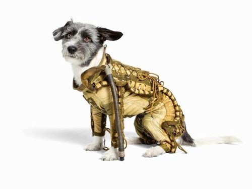 vintageeveryday:This Soviet dog spacesuit is the cutest dog costume you will see today!