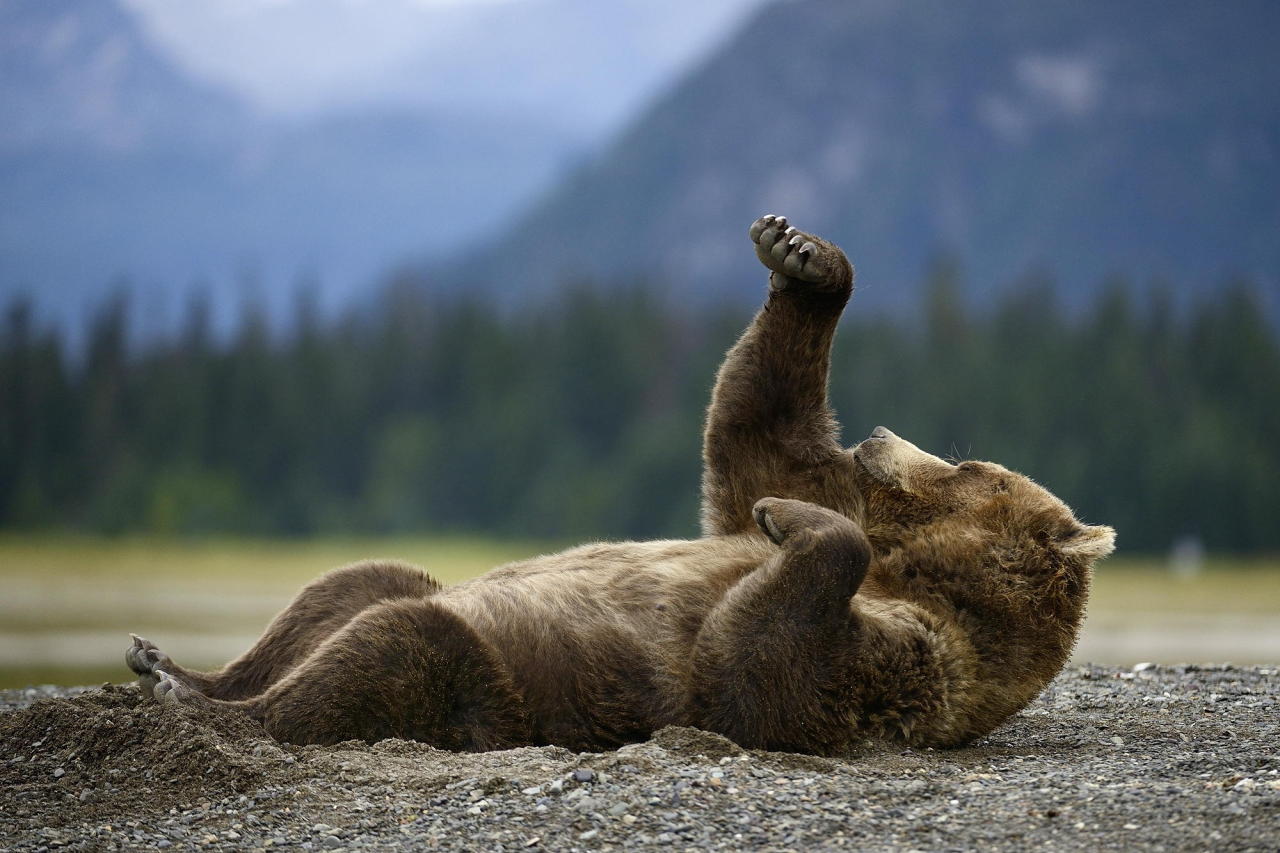 magicalnaturetour:  Boxing Bear by Olav Thokle