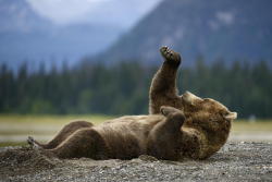 magicalnaturetour:  Boxing Bear by Olav Thokle