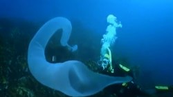 bluedogeyes: Pyrostremma spinosum (Giant fire salp) &ldquo;Pyrosomes, genus Pyrosoma, are free-floating colonial tunicates that live usually in the upper layers of the open ocean in warm seas, although some may be found at greater depths. Pyrosomes are