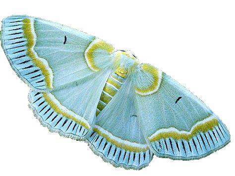 png-plz:  moth pngs