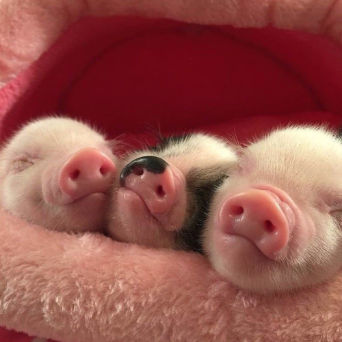 thesassypigs: Dreaming piggies via @lovepiggos