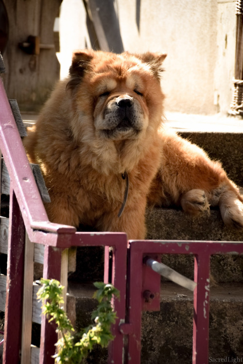 Beautiful (and huge!) dog met when having a walk at La Jaille sur Yvon, France by SacredLight ✺ 