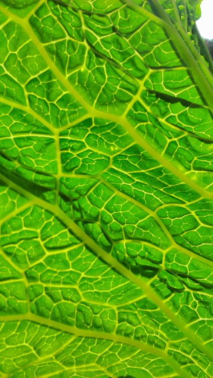 pretty-transparents:  4wn:  leaves look cool when the sun shines through them   i’m actually looking forward to these time again 
