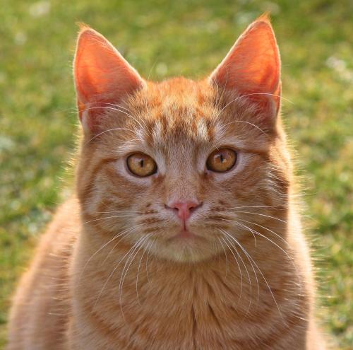 supermodelcats:My beautiful ginger