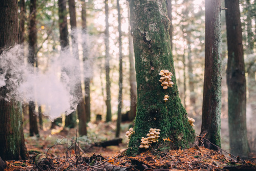 rhiannahoward:Misty Mushrooms, Seabeck, WA