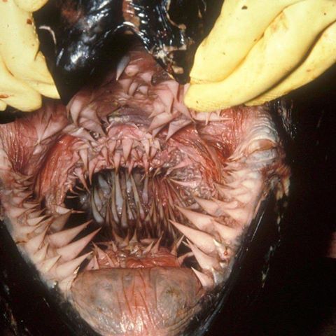 This is what inside the mouth of a leatherback turtle looks like.