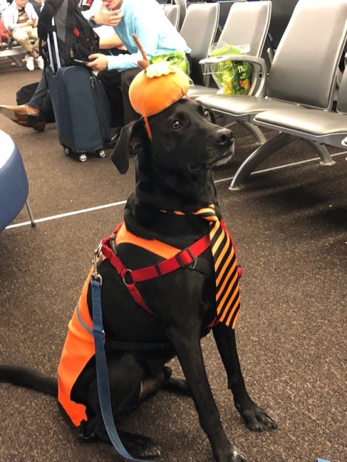Buffalo airport hires service pupps for passengers to pet. 13/10 would pet again. (Source: https://i