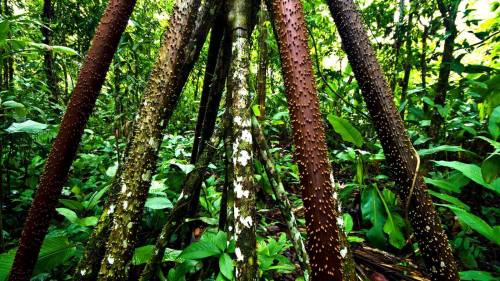 The walking trees of EcuadorThe arboreal realm lives at a different time scale to humans, but in the