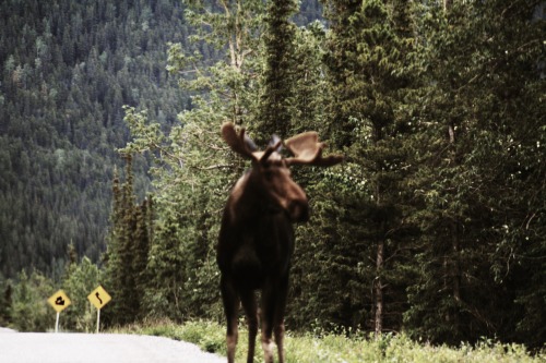 bearschapter:  Friends from Canada/Alaska Part III: The Moose.