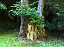 mouzeron:  Nurse trees are so lovely.  One tree died and then gave the opportunity for other trees to thrive on it.  There are at least four different trees growing out of this old stump.