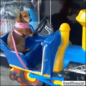 Insane Corgi