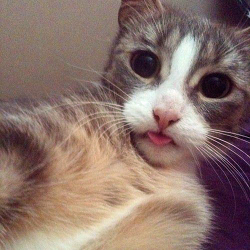 tastefullyoffensive:  Cats Taking Selfies 2Previously: Cats Taking Selfies 1, Derpy Cats 