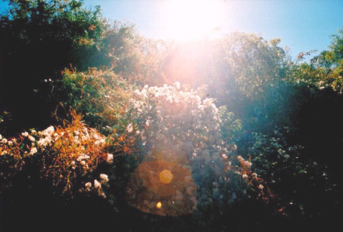 floralls:  by   Jacqueline Foss