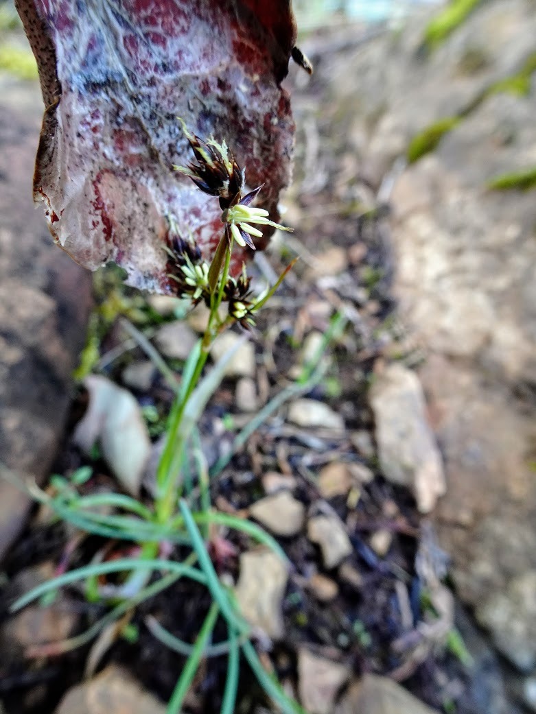 Back in 2015, my botany professor told me that this rush was Luzula campestris. But it looks like things are heating up in the rush fandom, because now, botanists have either placed this species as Luzula campestris var. multiflora or Luzula...