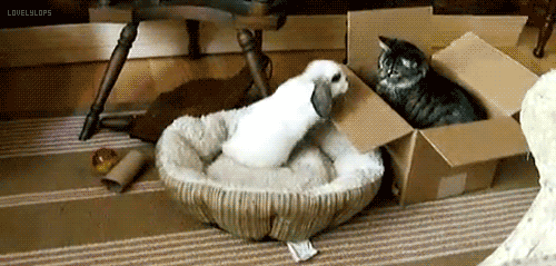these-times-shall-pass:  feeling sad? look at this baby animal blog!