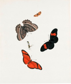 dappledwithshadow:  Three Butterflies, a Moth and a WaspJohannes van Bronckhorst - Date unknown Private collection	