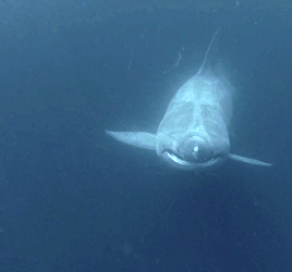 gentlesharks:Rare sighting of basking shark in deeper water with its mouth closed.