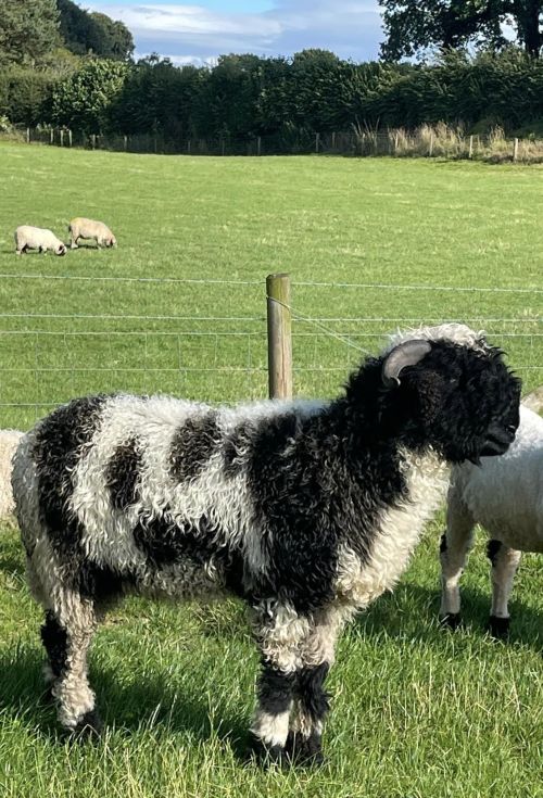 The 'Spitti' Valais Blacknose Sheep