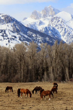 breathtakingdestinations:  Grand Tetons National Park - Wyoming - USA (von fortherock) 