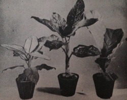 fourchu:  House plants  From my 70’s gardening book. 