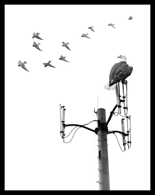 ianbrooks:  Migration by Nick Pedersen It’s really only a matter of time before animals retake the land we stole from them. They’re probably just bidding their time, waiting, and pretending not be capable of organizing and strategizing against us.