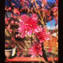 Spring has sprung! #primavera #cuaresma  (at Hacienda Pèrez-Garcia)