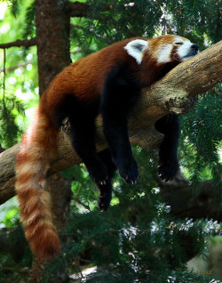 earthandanimals:  Red Panda Snoozing Photo