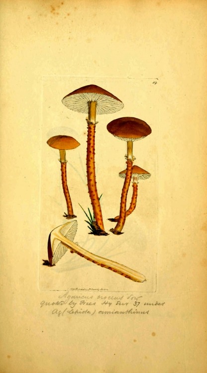 wapiti3: Coloured figures of English fungi or mushrooms.  By Sowerby, James, 1757-1822 Publicat