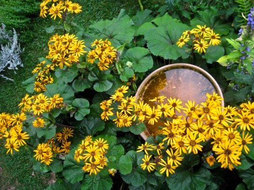 Showstopper. The ligularia is in full bloom.