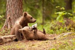 magicalnaturetour:  Adorable bear hugs all