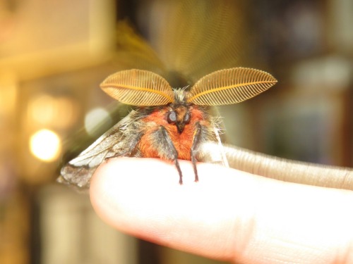 Male Chilean Silkmoths, Ormiscodes Schmidtnielseni, Saturniidae