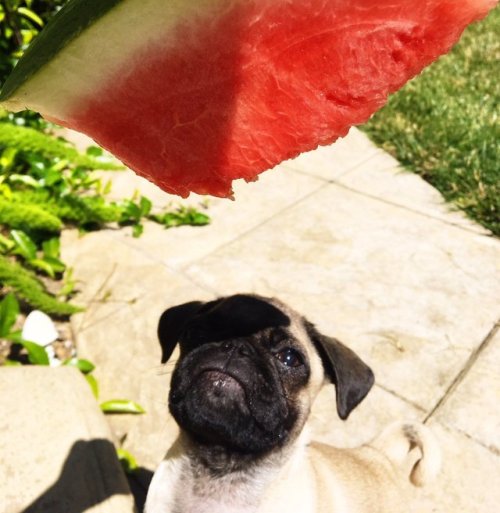 babyanimalgifs:here’s a pug eating a watermelon