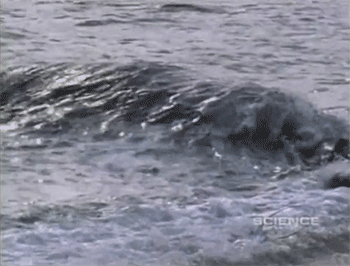 the-cetacean: Killer Whale: Killer Culture (BBC)  Patagonia orcas hunting sea lion pups.