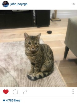 batmanisagatewaydrug:  andrealessi:  John Boyega is a true cat person, not one of those fakes who think cats are a blessing.  HE WAS HALF PRICE 