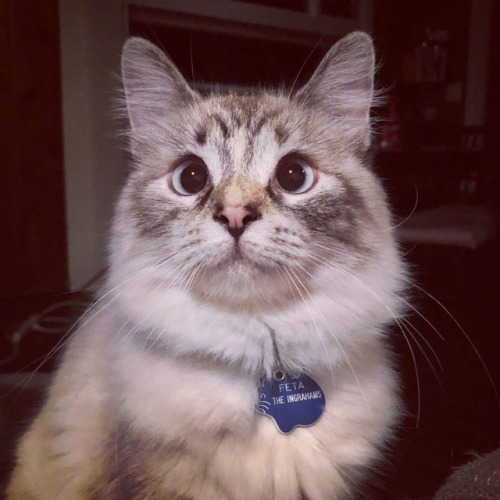 thechilidog:Those eyes