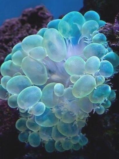 Plectorhinchus Chaetodonoides Is Found In Coral-rich Parts Of Clear Lagoons And On Seaward Reefs. The