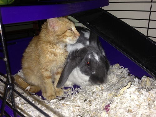 A story of a kitten and his unlikely companion...