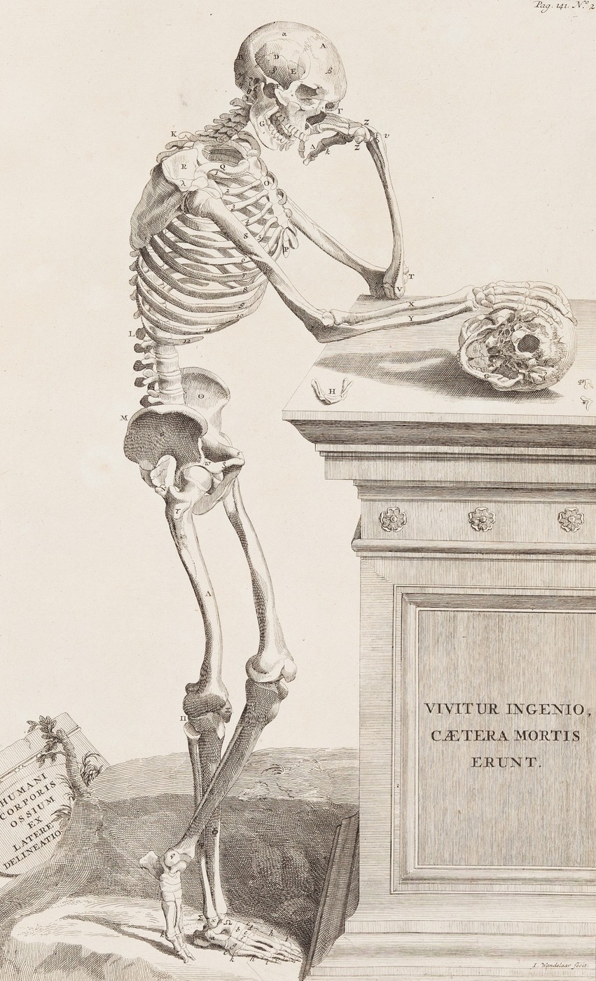 scribe4haxan:    Plate from Opera Omnia Anatomica &amp; Chirurgica (1725 / Engraving)