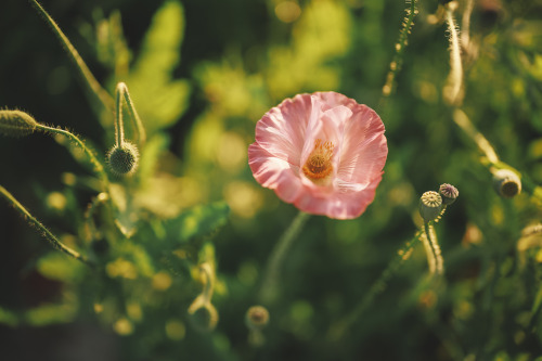 2022-05-21Opium PoppyCanon EOS R3 + RF50mm f1.2L