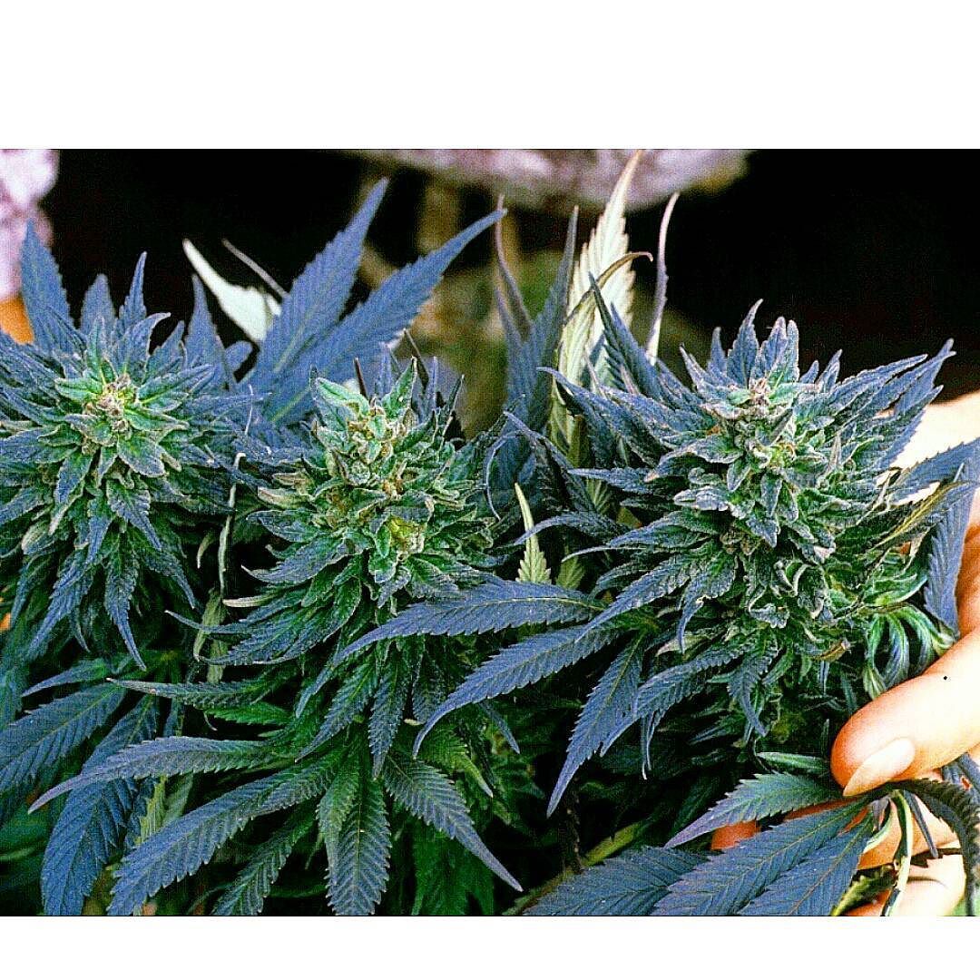 weedporndaily:  Afghan I landrace about 1981 Sonoma County, CA. I’ll be at the