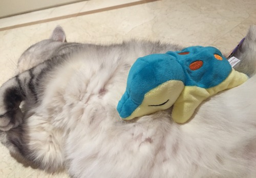 huiro:My cat with my Pokemon plush