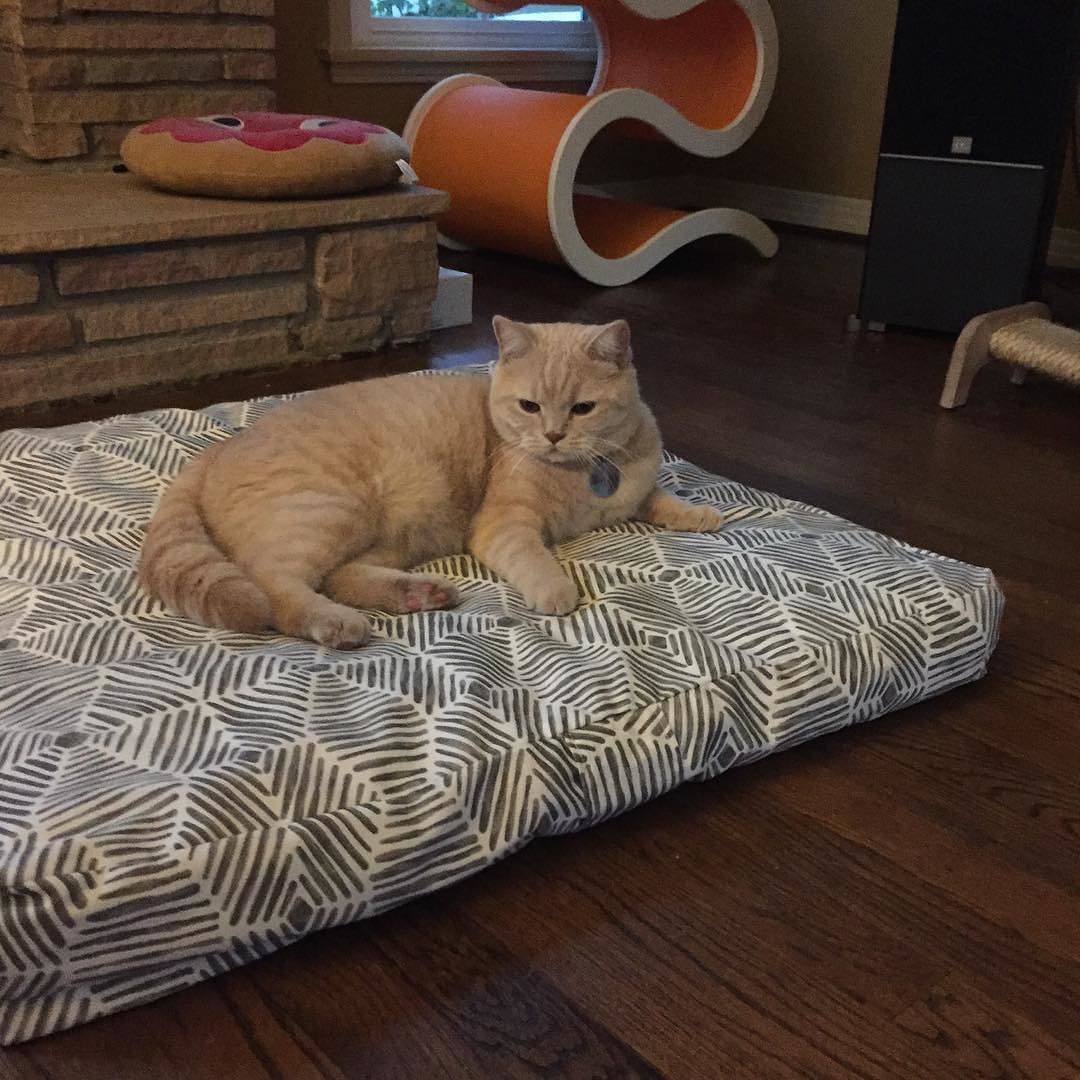 milkyjoecat:  Cushion cat #ねこ#고양이 #gato #gatito #cat #britishshorthair