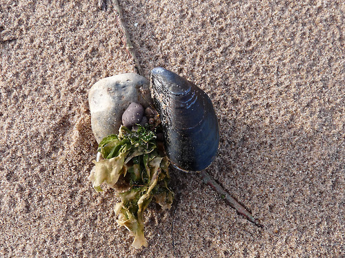Mytilus edulis, Common mussel.
A bivalve which is very common all around the coast of the British Isles, with large commercial beds in the Wash, Morecambe Bay, Conway Bay and the estuaries of south-west England, north Wales, and west Scotland.