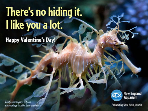 neaq:Free Valentine’s Day “sea-cards”