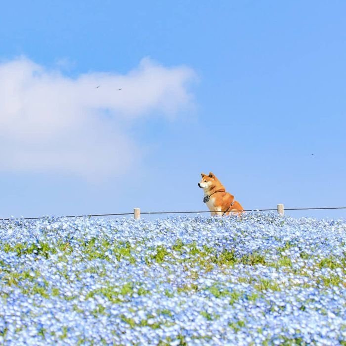 Shiba pics taken at Hitachi seaside park in Ibaraki, Japan