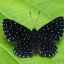 starredmoth