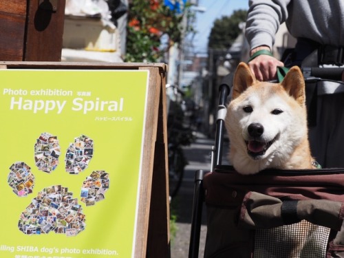 Photo exhibition of Chibita “Happy Spiral” in Pocke, Koenji Tokyo. Open until 19 April 2