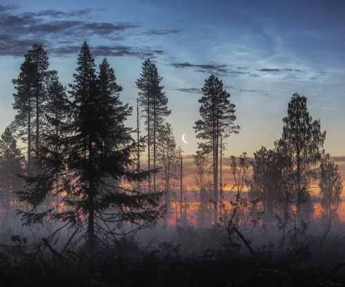 tiinatormanenphotography:Good night !  11th Aug 2015, Taivalkoski, Finland.  by Tiina Törmänen | web