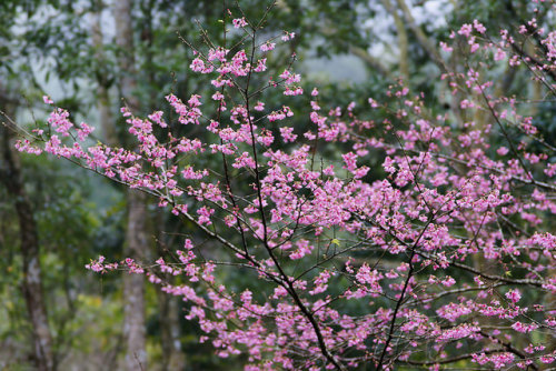 櫻花 Cherry blossom by ddsnet on Flickr.